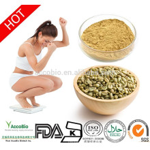 Natural Green coffee bean extract with 50% Chlorogenic acid